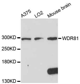 WDR81 Antibody