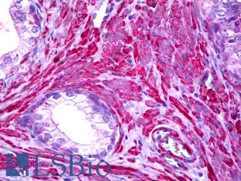 IHC-plus™ Filamin Antibody (N-Terminus)