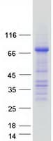 Human OCLN / Occludin Protein (Recombinant Myc-DDK (Flag))