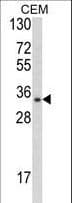 DPPA4 Antibody (aa50-79)