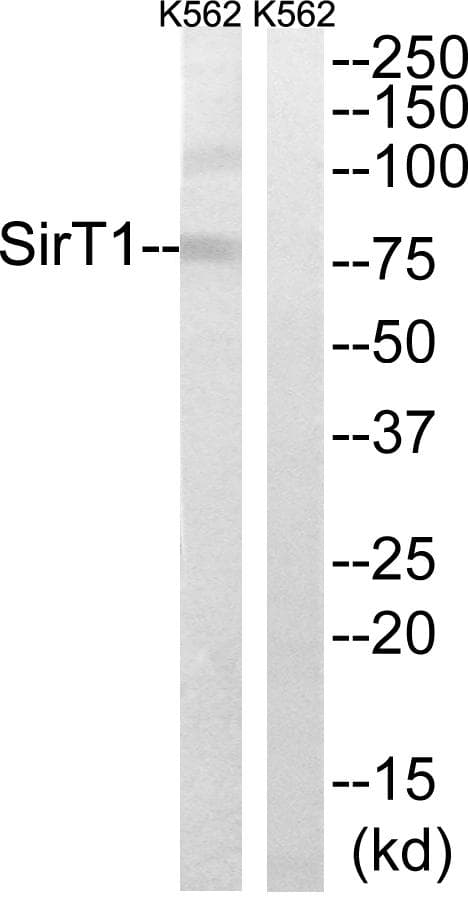 SIRT1 / Sirtuin 1 Antibody (p47)