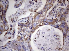 PIK3CD / PI3K Delta Antibody (aa286-610, clone OTI1D11)