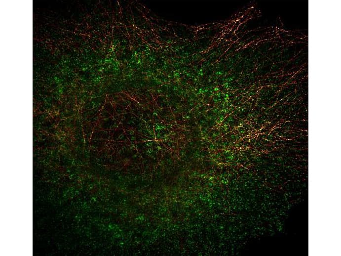 IHC-plus™ TUBA1B / Tubulin Alpha 1B Antibody (C-Terminus, clone 17H11.F10)