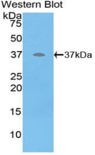 DEFB4A / BD-2 Antibody (aa23-63, FITC)