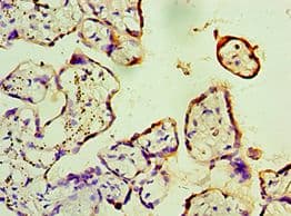Polyclonal Rabbit anti-Human FKBP2 Antibody (aa22-142, IHC)