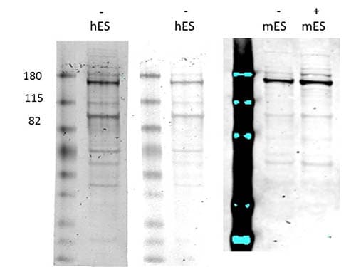 NXP2 / MORC3 Antibody