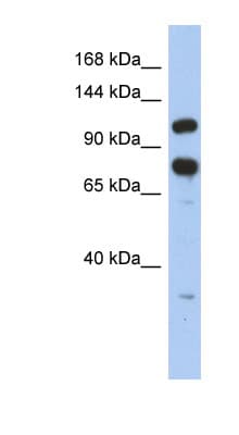 Polyclonal Rabbit anti-Human ZFR Antibody (C-Terminus, WB)