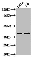 Polyclonal Rabbit anti-Human FOXH1 Antibody (WB)