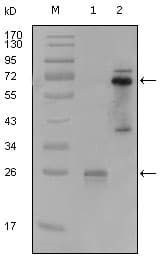 SYK Antibody (clone 8C1A3)