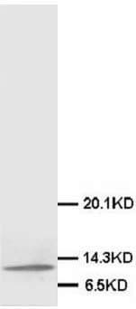 MIF Antibody (C-Terminus)