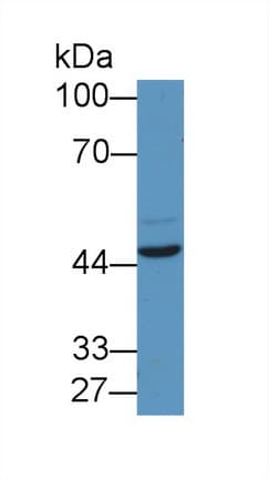 EGR2 Antibody (aa147-403, APC)