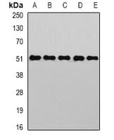 GOPC / PIST Antibody
