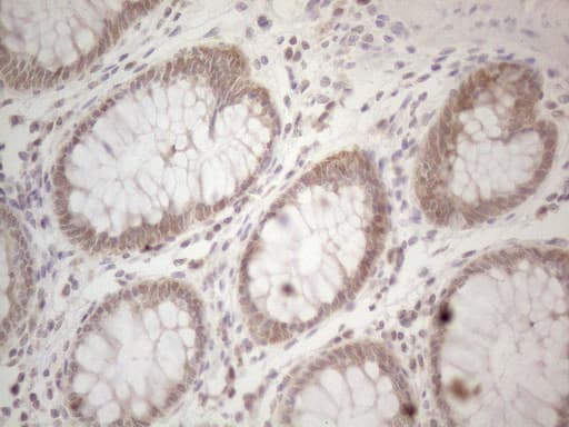 Monoclonal Mouse anti-Human TNFSF5IP1 / CLAST3 Antibody (clone OTI3F1, IHC, WB)