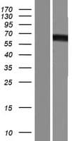 Human PDE9A Protein (Over-Expression Lysate Myc-DDK (Flag))