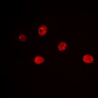MYF5 / MYF 5 Antibody (Internal)