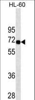 SWAP70 Antibody