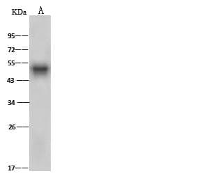 SERPINF1 / PEDF Antibody (Preservative Free)