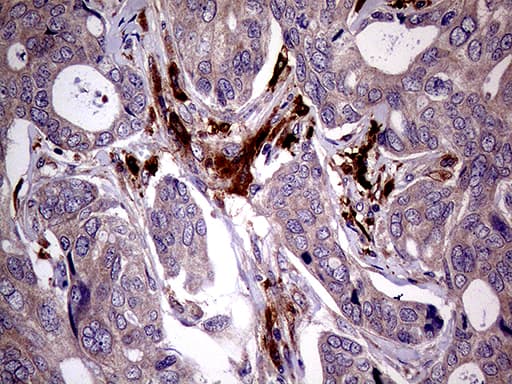 MAPK8IP1 / JIP1 Antibody (clone OTI1D9)