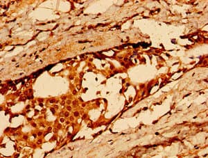 Polyclonal Rabbit anti-Human CD36 Antibody (IHC, IF, WB)