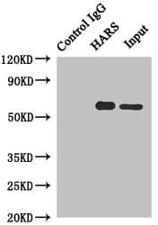 HARS Antibody (aa1-180)