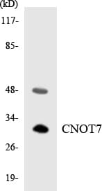 CNOT7 Antibody (aa19-68)