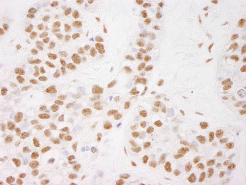 NELFB / COBRA1 Antibody (aa530-580)