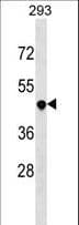 TNFRSF25 / DR3 Antibody (aa214-242)