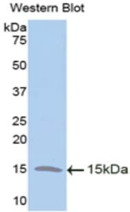 TFF2 / SP Antibody (aa27-128, Biotin)