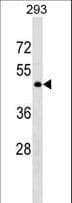 GPR78 Antibody (aa94-120)