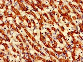ECH1 Antibody
