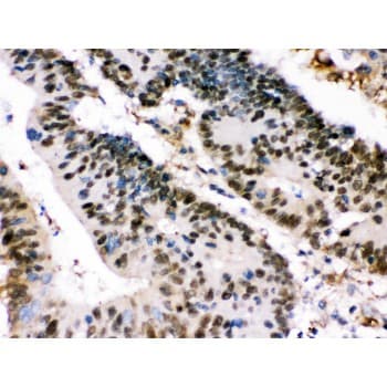 XRCC4 Antibody (aa49-75)