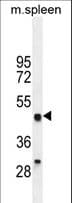 OIT3 Antibody