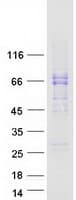 Human C15orf27 Protein (Recombinant Myc-DDK (Flag))