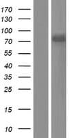 DDX43 Protein (Over-Expression Lysate Myc-DDK (Flag))