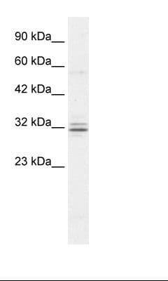 HES1 / HES-1 Antibody (aa22-71)