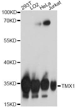 TXNDC1 / TMX1 Antibody