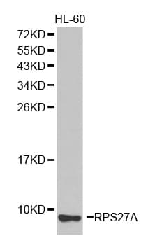 RPS27A Antibody