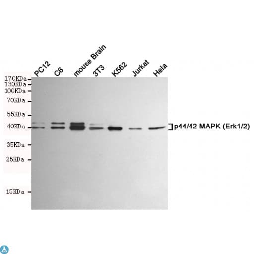MAPK3 / ERK1 Antibody