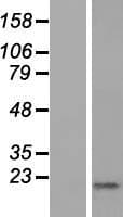 KRTAP1-5 Protein (Over-Expression Lysate Myc-DDK (Flag))