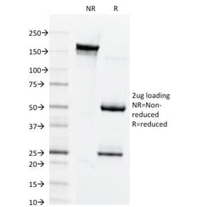 GJB1 / CX32 / Connexin 32 Antibody (clone M12.13, Azide-free, BSA-free)