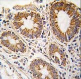 SAHH / AHCY Antibody (aa79-110)