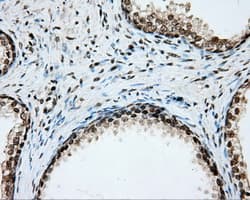 CYP1A2 Antibody (clone OTI6E2, Carrier-free)