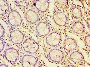 STRN / Striatin Antibody (aa581-780)