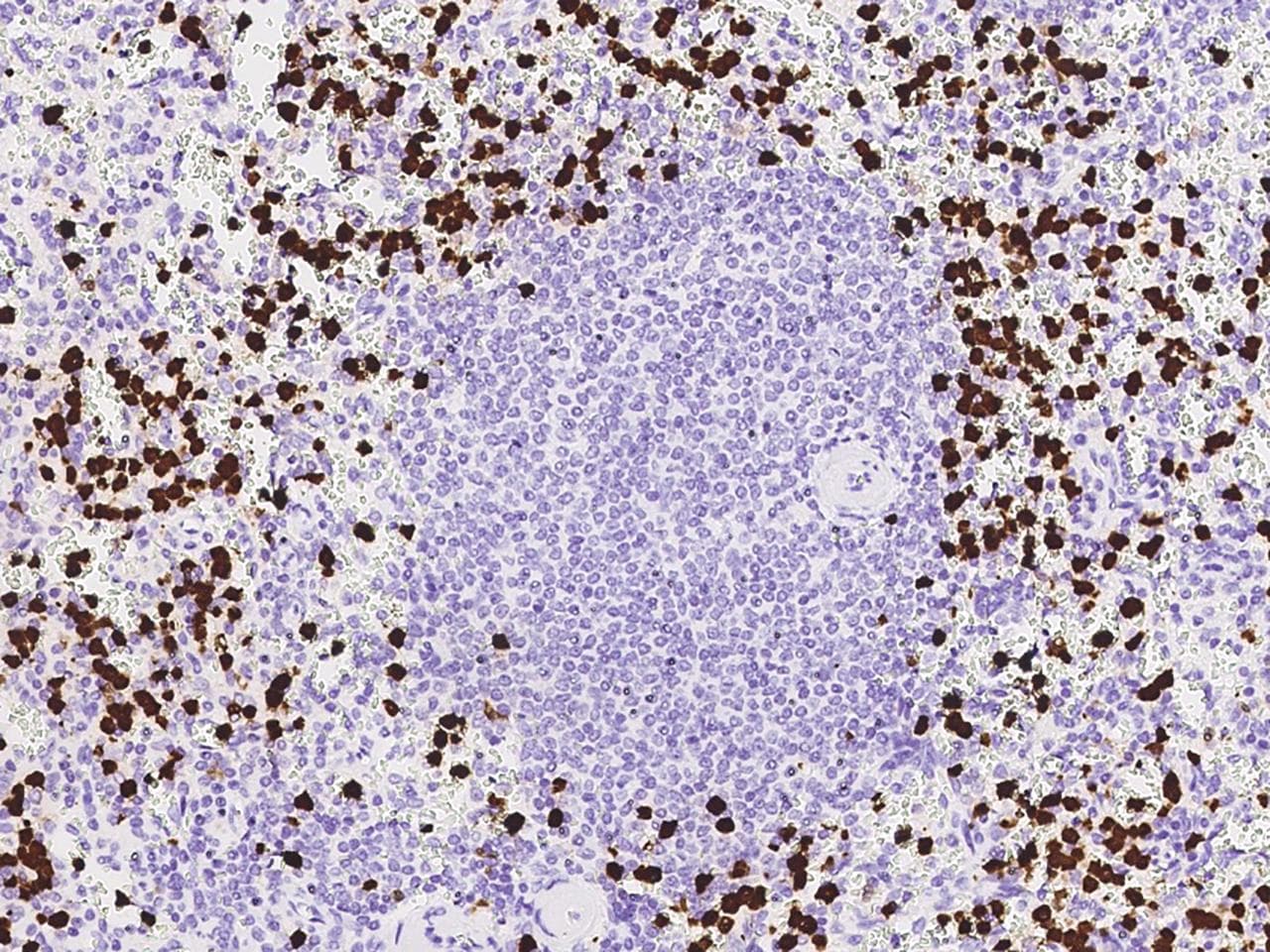 S100A8 / MRP8 Antibody (clone 03, Preservative Free)