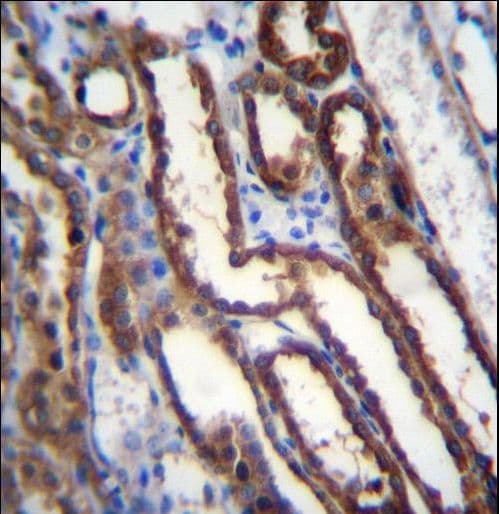 NXN Antibody (aa221-249)