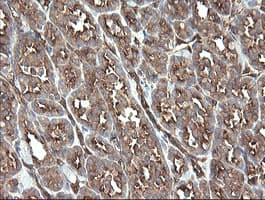 TSC22D1 / TSC22 Antibody (clone OTI3B10)