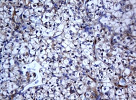 Monoclonal Mouse anti-Human Selenium Binding Protein 1 Antibody (clone OTI3A3, IHC, WB)
