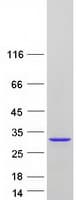 Human SAR1A / SAR1 Protein (Recombinant Myc-DDK (Flag))