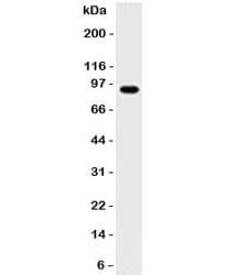 MALT1 Antibody (aa701-808, clone 4NMT-3, Ready-to-Use)