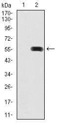 PDX1 Antibody (clone 2G12)